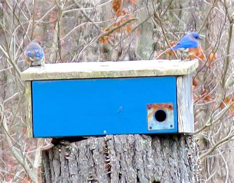 winter roosting box for bluebirds